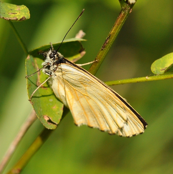 Melanargia galathea